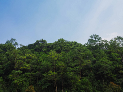 森林 天空 植物 风景 夏天 旅行 环境 自然 颜色 季节