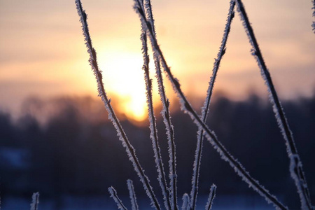 树枝覆盖着白霜特写日落背景图片