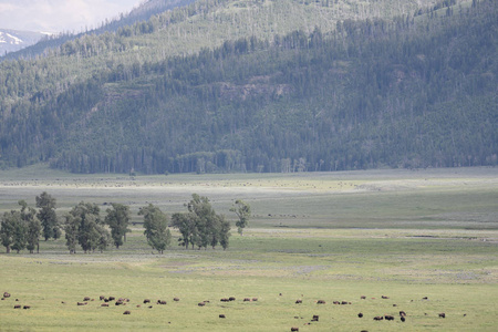 野牛在大山谷吃草