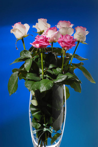 一束美丽的粉红色玫瑰，背景为深蓝色