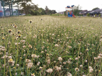 开花 水葡萄 风景 美女 盛开 环境 杂草 公园 植物 春天