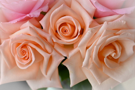 美丽的橘红色玫瑰金色的花朵在清晨绽放,形象用于婚礼照片