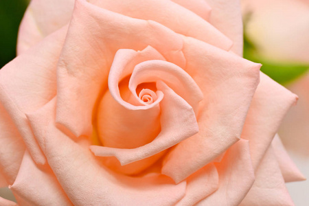 你英语字母表的第3个字母美丽的螺旋红色玫瑰花瓣的特写螺旋花瓣烟花