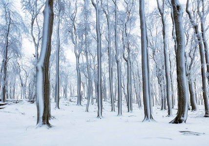 冬季森林雾雪景观