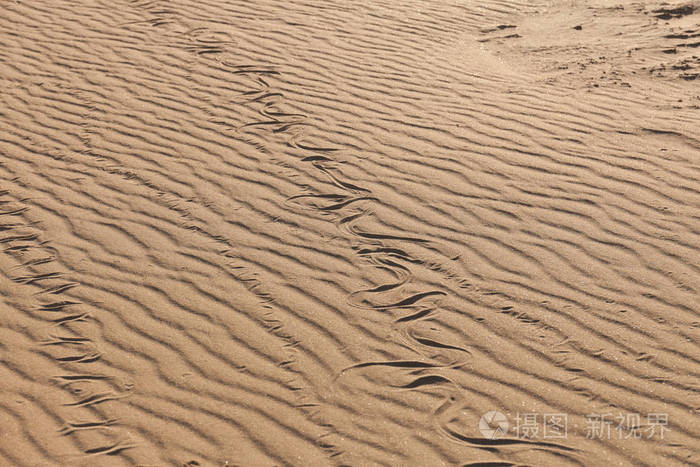 沙子里有蛇的痕迹砂质结构背景来自棕色的沙子选择性聚焦