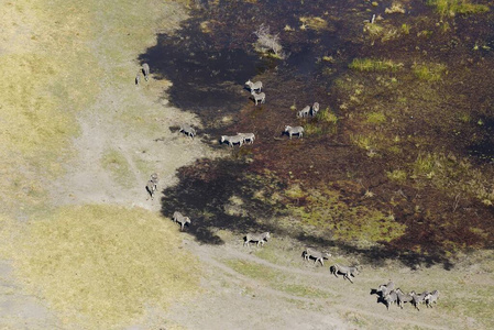 俯视图 沼泽地 非洲 风景 自然 斑马 哺乳动物 几个 兽群