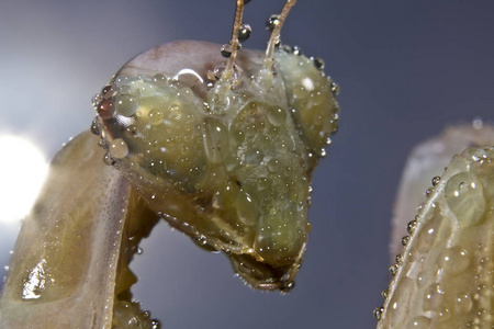 远景 缺陷 动物群 环境 肖像 螳螂 生物 天线 野生动物