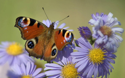 美丽的 天线 昆虫 花园 紫菀 特写镜头 美女 野生动物