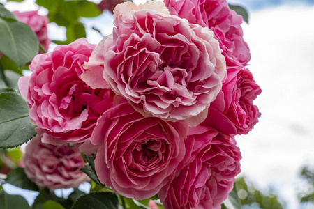 玫瑰 花的 粉红色 礼物 夏天 自然 开花 颜色 花束 浪漫