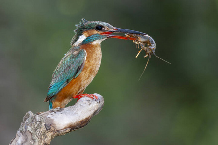 普通的翠鸟,阿尔塞多·阿提斯,在他平常的栖木上,嘴里叼着一只螃蟹