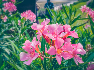 开花 夏天 墙纸 植物 花冠 植物区系 花瓣 植物学 季节