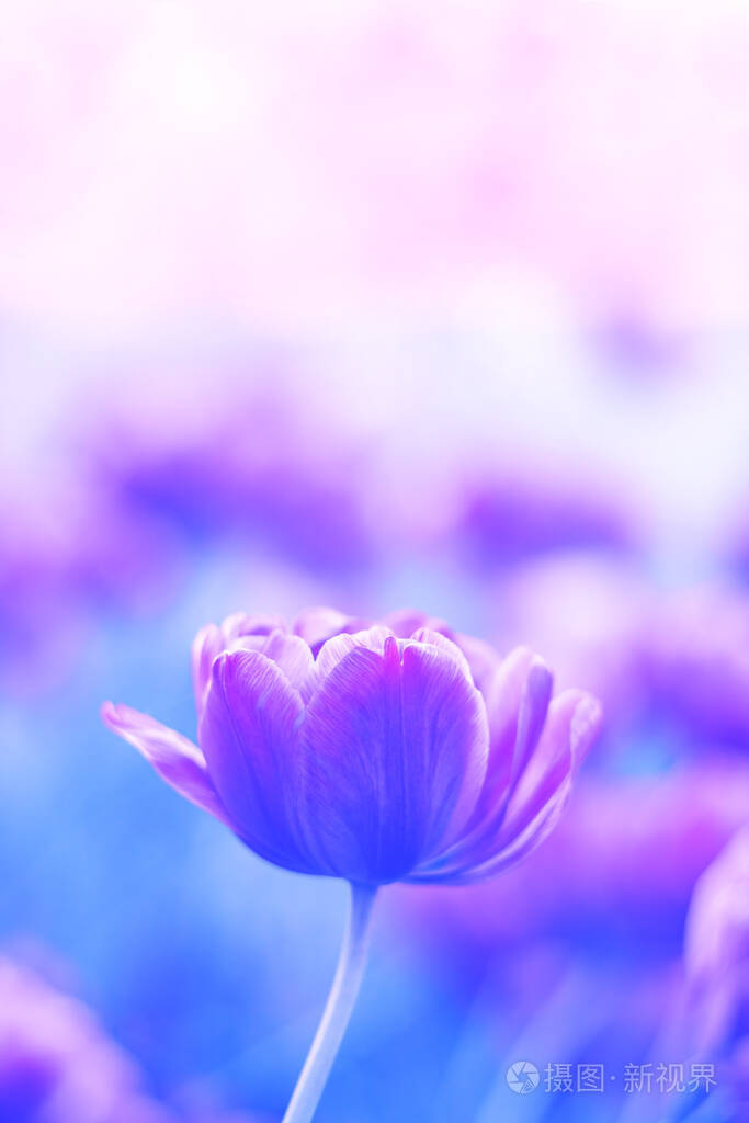 柔和的紫色郁金香花在模糊的蓝色背景上