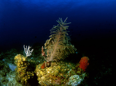 珊瑚 颜色 夏天 生态学 水下 环境 热带 海洋 美女 海藻