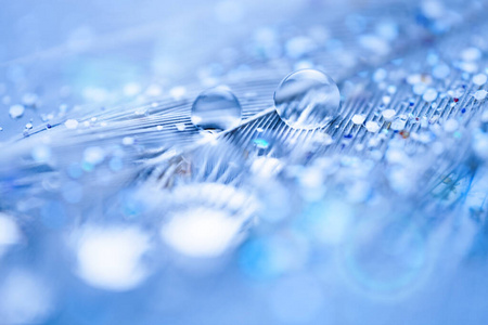 带蓝色羽毛面具图片