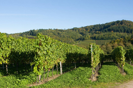葡萄栽培 国家 小道消息 自然 收获 乡村 树叶 水果 葡萄酒