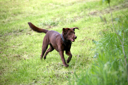 看门狗 英国 宠物 动物 拉布拉多 猎犬 哺乳动物