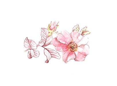 白色蔷薇水彩蔷薇花素描.植物手绘插图.