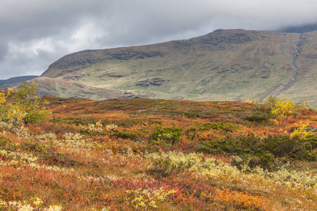 萨雷克国家公园秋景，拉普兰，诺尔博顿县，瑞典，靠近芬兰，瑞典和挪威的边界。选择性聚焦