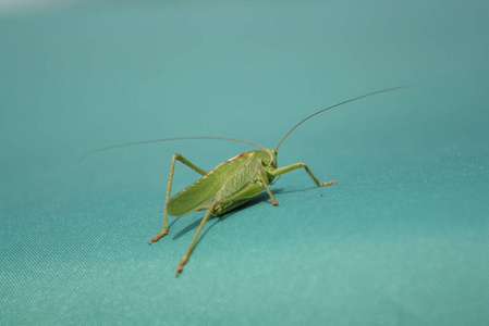 昆虫 安静 夏天 自然 天线 广场 太阳 蚱蜢 闪耀 夏季