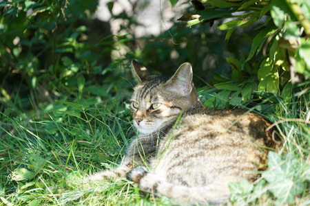 宠物 小猫 哺乳动物 花园 外部 基蒂 动物 领域 猫科动物