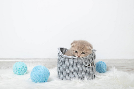 有趣的 乐趣 短发 哺乳动物 斑猫 印花布 毯子 猫科动物