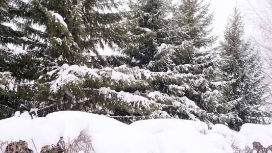 云杉和松树的树枝被雪覆盖。雪松林的冬日，圣诞节和新年