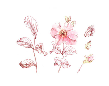 水彩石楠素描.一组墨叶的花.植物手绘插图.