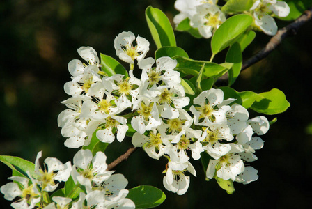 风景 植物区系 树叶 植物学 自然 花的 盛开 樱花 苹果花