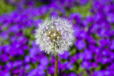 花的 领域 美丽的 花园 植物区系 草地 草本植物 春天