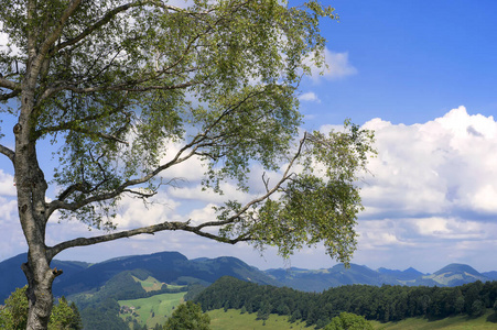 美丽的 旅行 夏天 美女 木材 小山 天空 公园 风景 瑞士