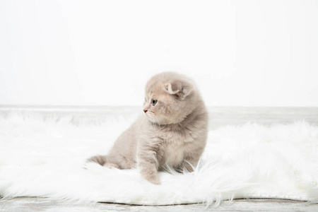 可爱的 宠物 甜的 短的 可爱极了 毛茸茸的 基蒂 猫科动物