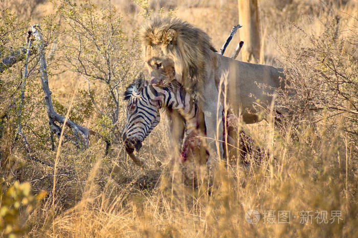 公狮子猎食斑马