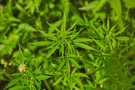 青鲜大麻叶图案照片