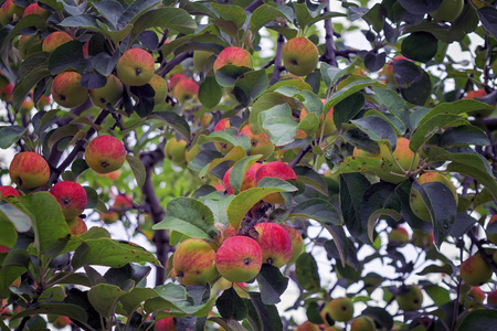 苹果树，成熟的红色果实特写。树枝上漂亮的红苹果。