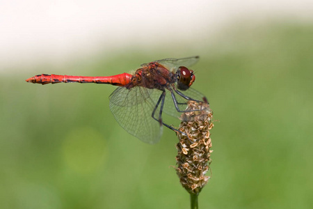 夏天 缺陷 眼睛 动物 动物群 植物 特写镜头 蜻蜓 颜色