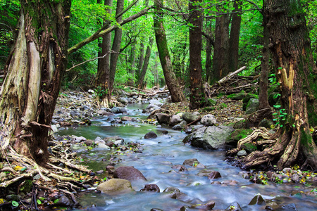 泼洒 夏天 美丽的 树叶 森林 流动的 瀑布 苔藓 小溪