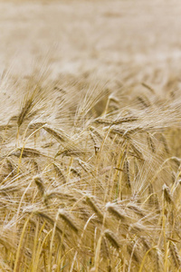 领域 土地 环境 夏天 农业 成长 小麦 栽培 收获 黑麦