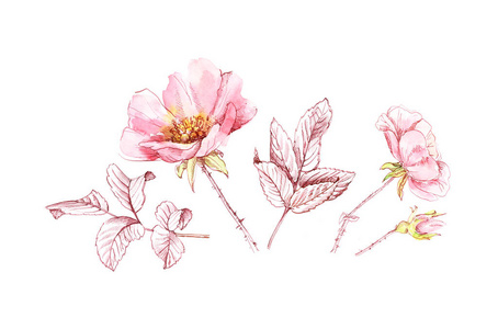 水彩石楠花墨叶.植物手绘插图.