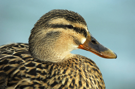 脊椎动物 身体 特写镜头 鸭子 自然 动物群 肖像 水禽