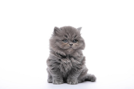 可爱的 美丽的 有趣的 喵喵叫 宠物 小猫 毛茸茸的 兴趣
