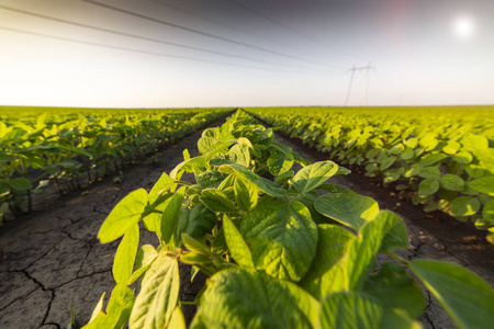 Agricultural soy plantation on sunny day 