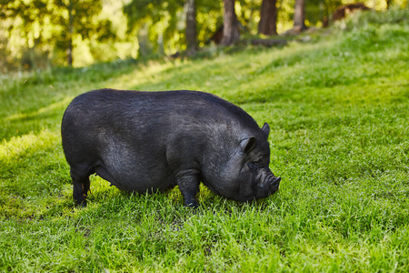 在私人农场的自由草地上可爱的大肚腩猪照片