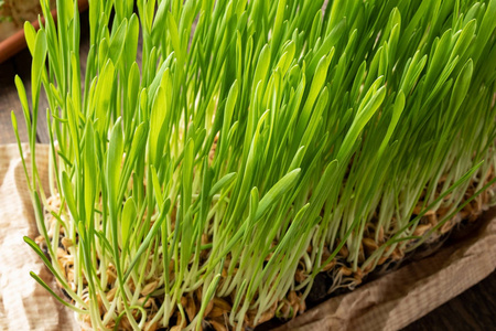 家里新种的大麦草照片