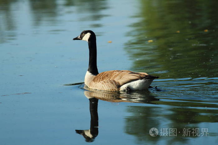 美女 天鹅 动物 池塘 水禽 自然 反射 美丽的 鸭子 公园
