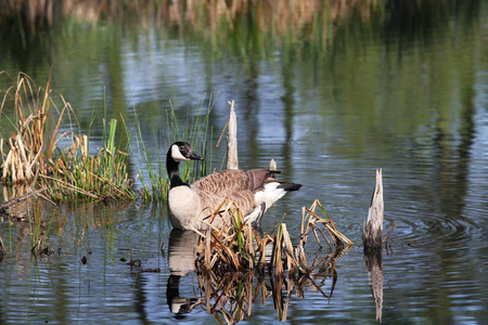 天鹅 自然 反射 春天 美丽的 池塘 水禽 动物 鸭子 家庭