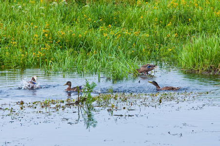 池塘 野生动物 水禽 鸭子 绿头鸭 芦苇 自然 动物