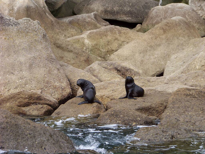 南极 环境 生活 野生动物 说谎 动物 可爱的 有趣的 港口
