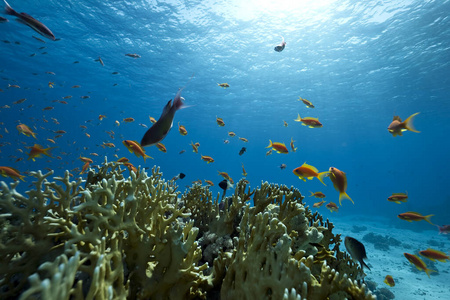 珊瑚 野生动物 墙纸 深的 水下 潜水 海洋 生物 生活