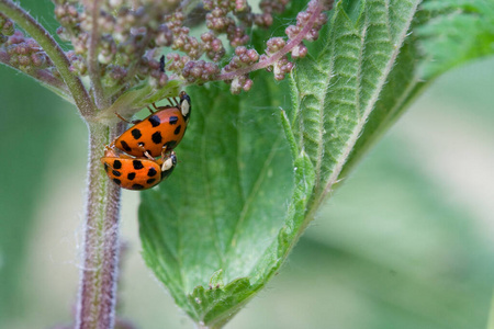 甲虫 植物 荨麻 瓢虫 伙伴 昆虫