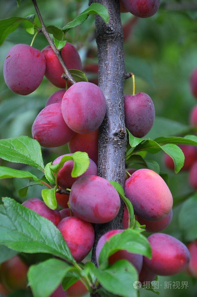 树枝上有成熟的李子